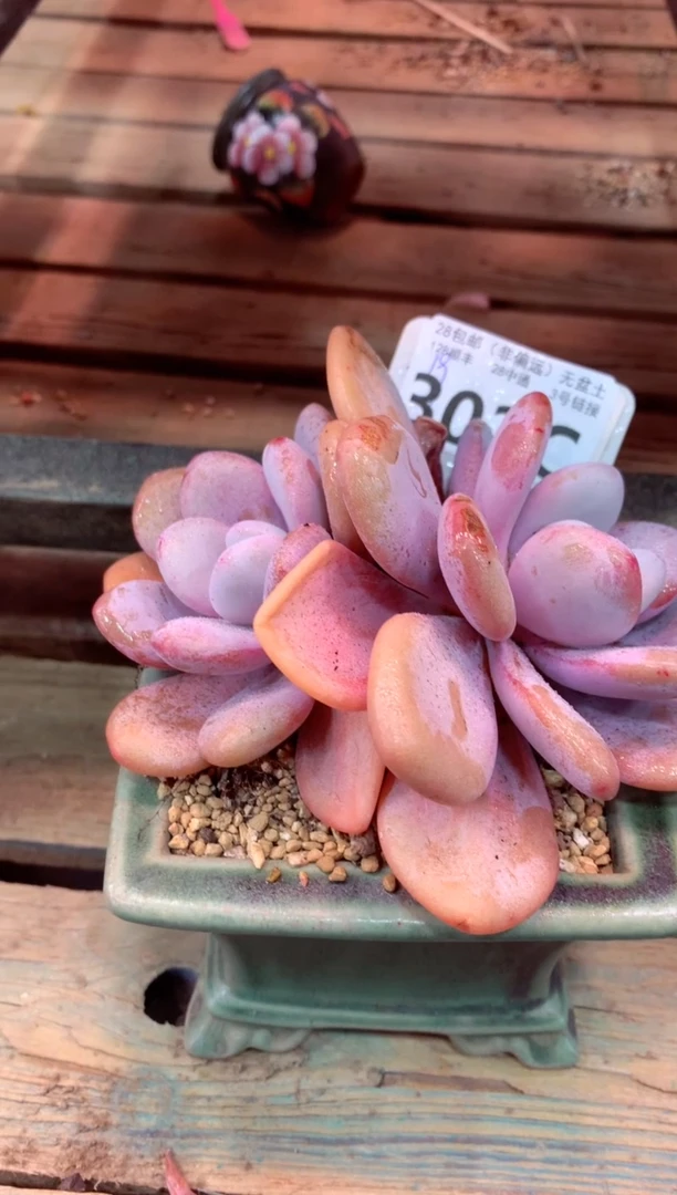 302C（一物一拍，精品多肉，w所见即所得 ）