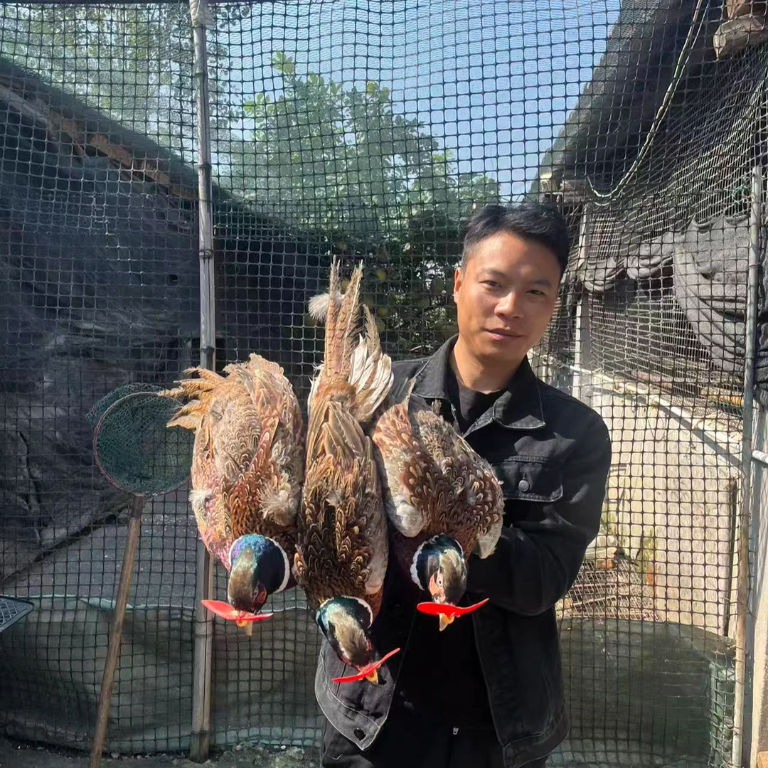 【活体3公】七彩山鸡长尾鸡 宠物鸡 体态圆滑七彩色庭院观赏鸡