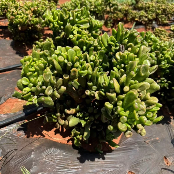 马蹄吸财树 好种好养 新手必拍精品多肉绿植云南发货瑕疵不售后