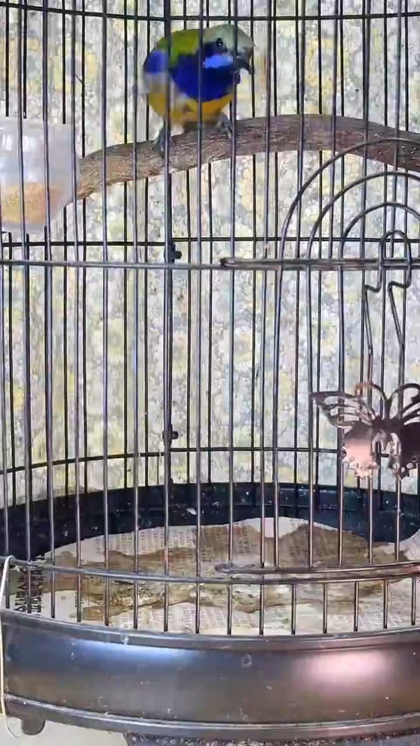 58号橙腹老毛养笼0元起拍