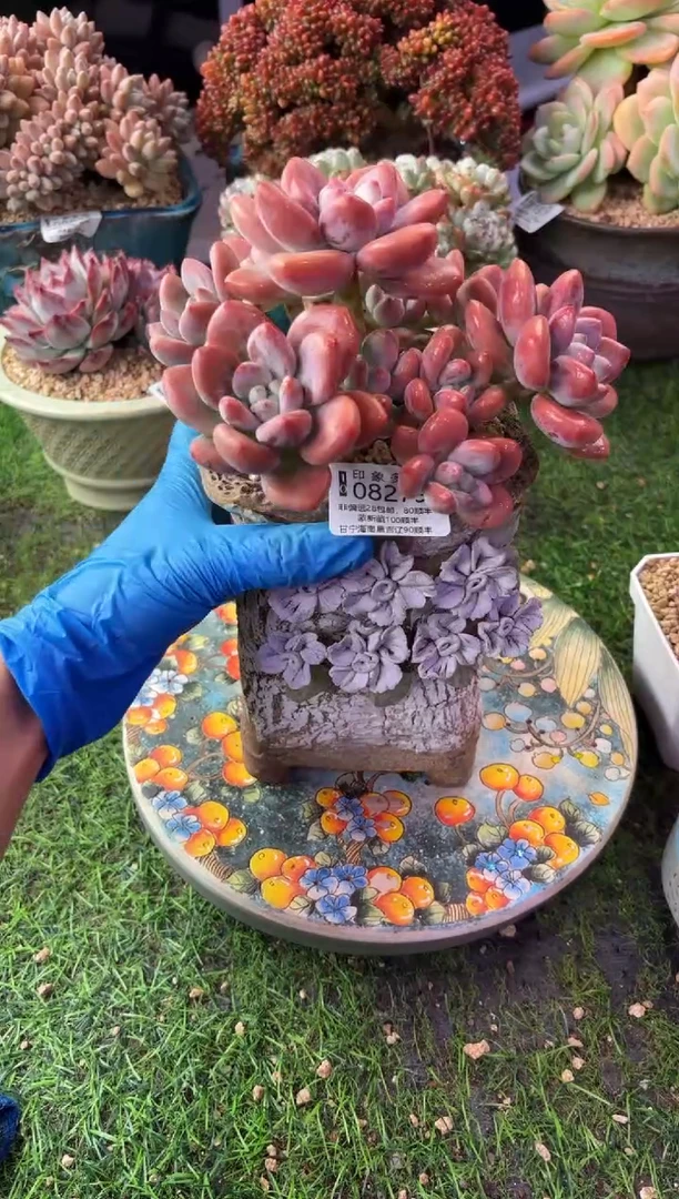 昆明印象多肉08279