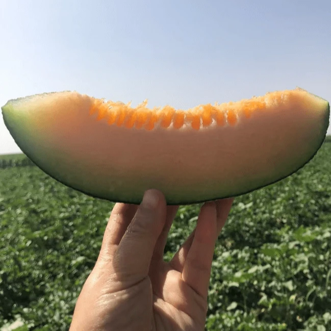 【新疆直发 顺丰包邮】吐鲁番哈密瓜西州蜜25号新鲜现摘脆甜汁多