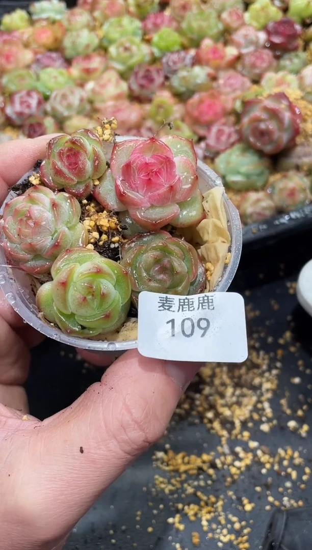 109霸道珍妮   5颗2-4厘米    量拍