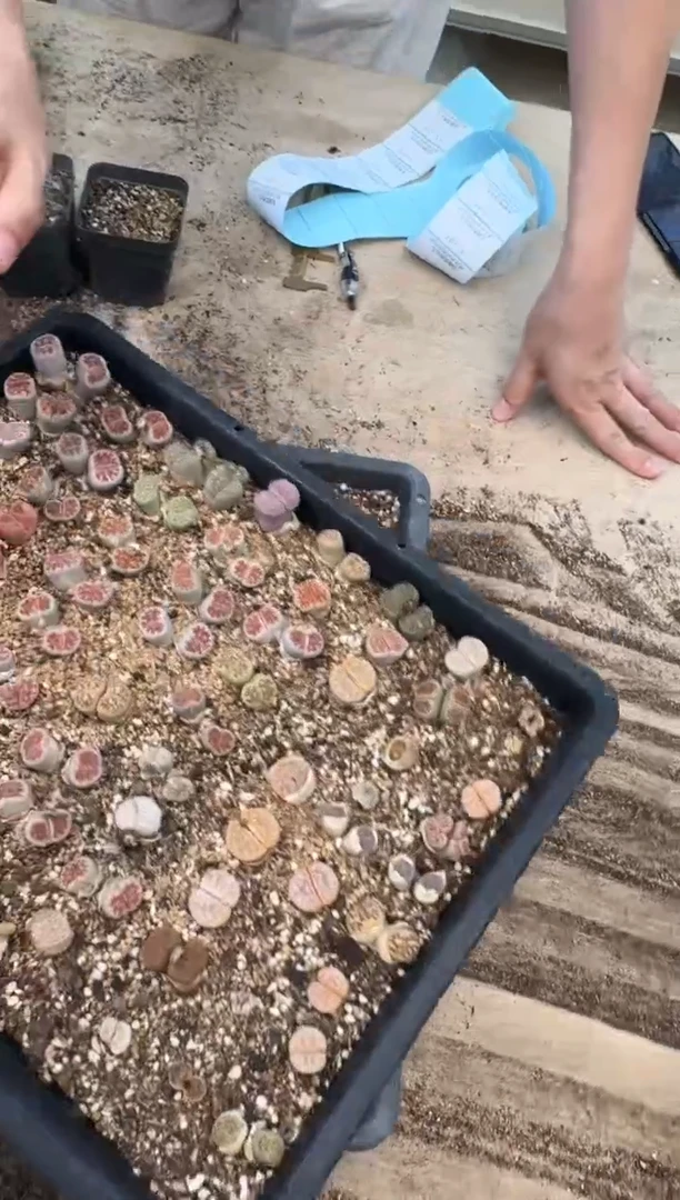 11-219多肉植物肉锥