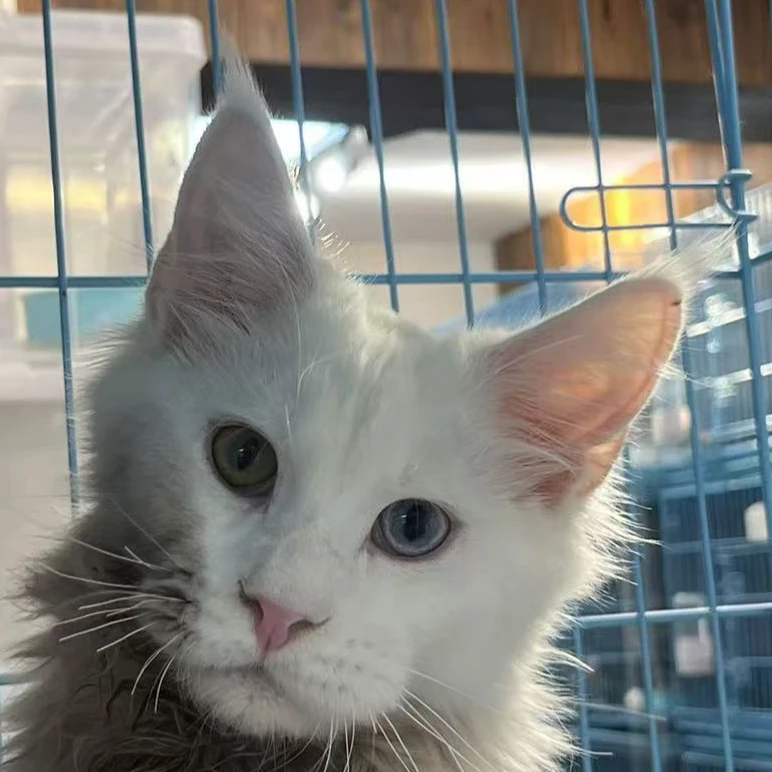 来了姊妹-纯白异瞳缅因猫-弟弟-52