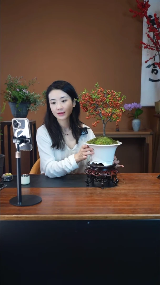 全部花朵火棘盆景盆景盆景