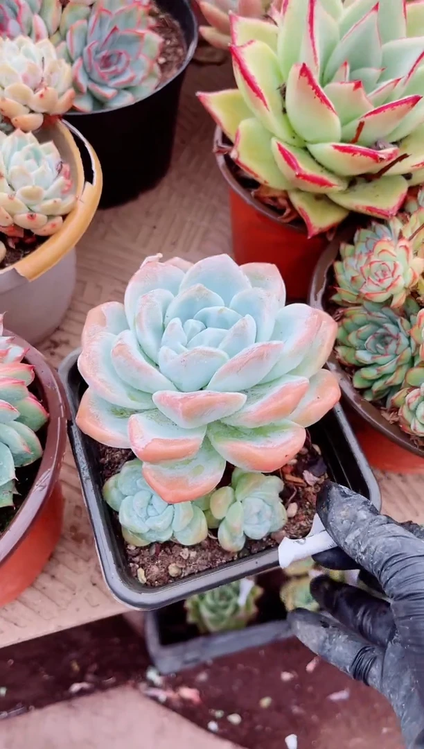 ?*燚02204多肉植物一物一拍