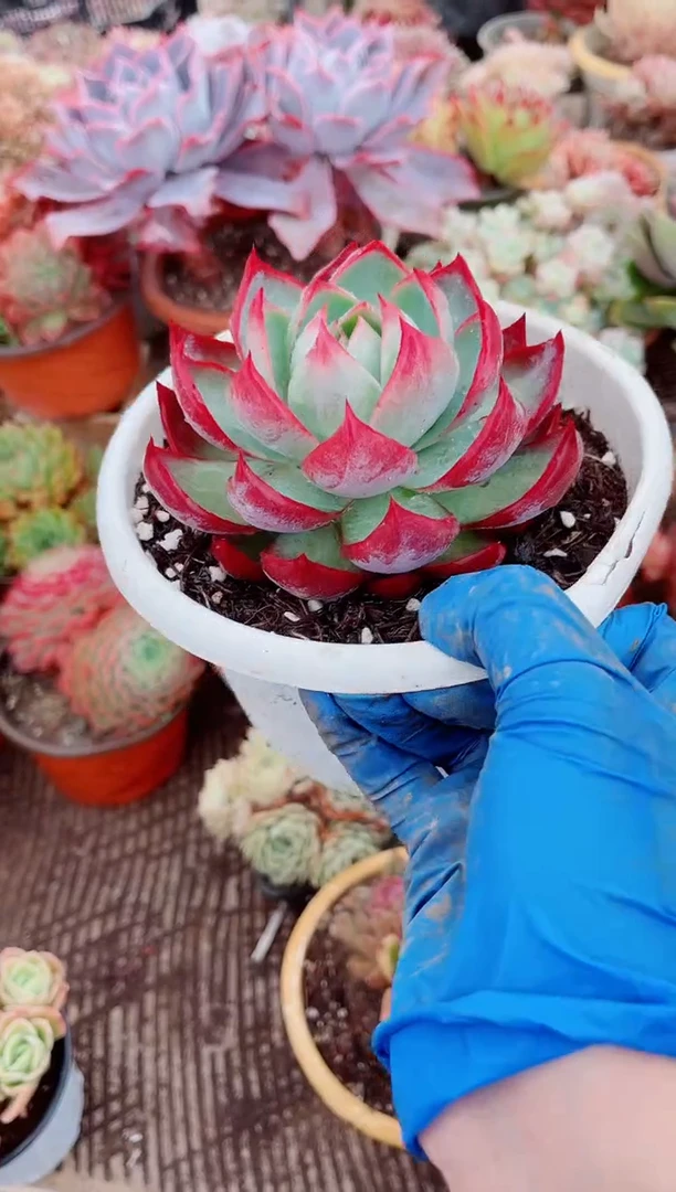 晚**鱼跃跃精品多肉03210