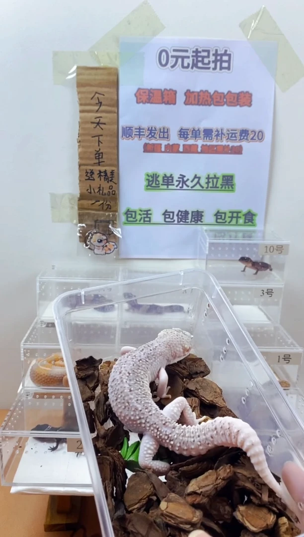 豹纹守宫豹纹守宫幼苗亚成体成体肥尾