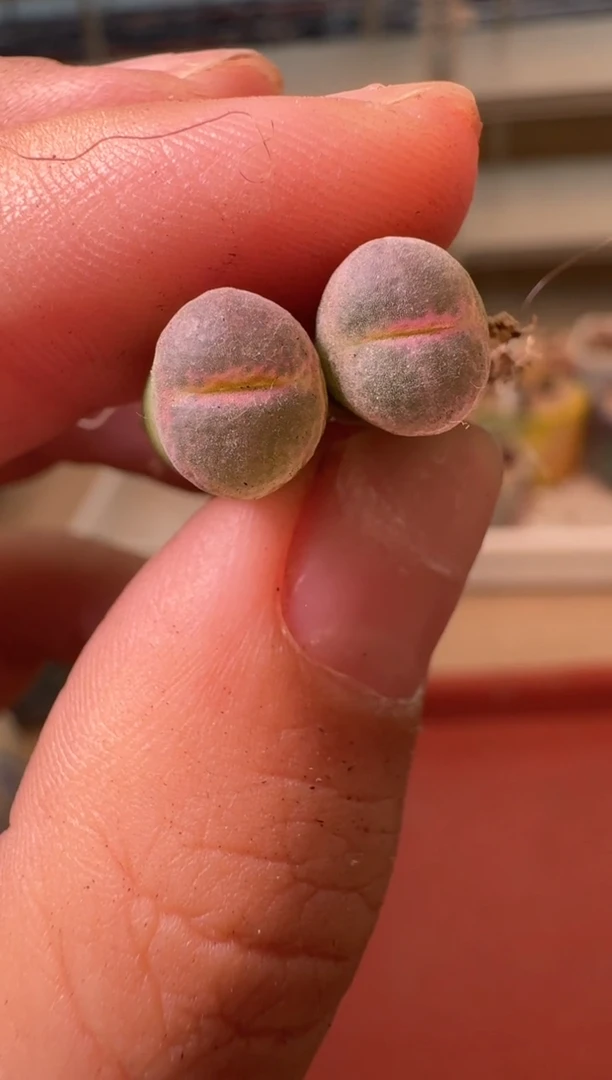 喵*儿13-226多肉植物肉锥