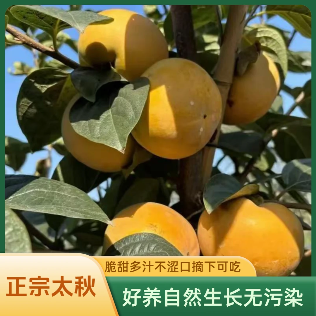 嫁接太秋甜脆柿子 中熟大果无籽 南北中部花园盆栽地栽庭院