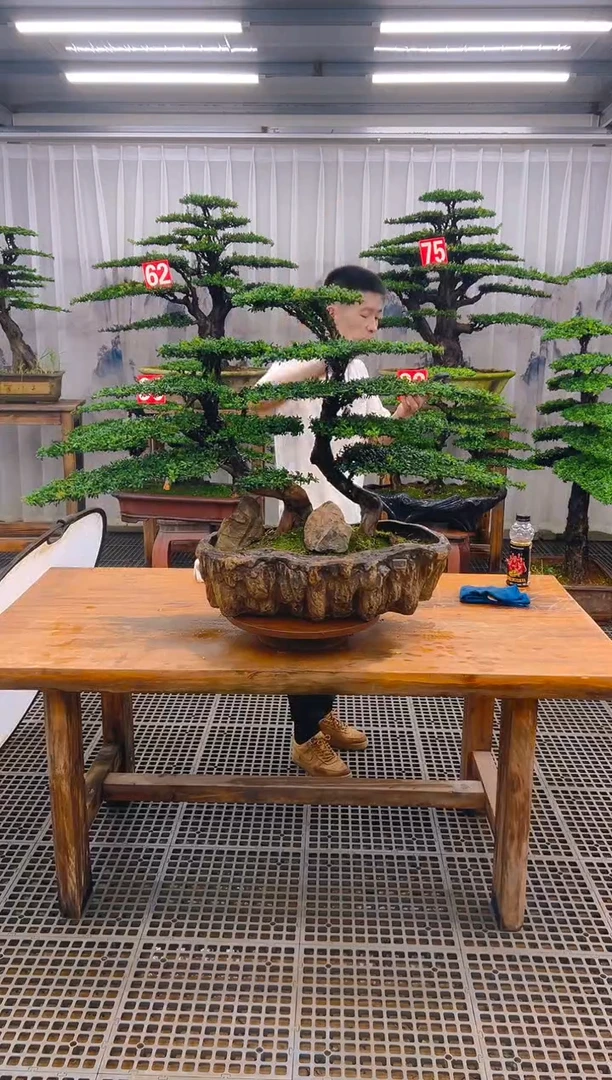 无花朵精品盆景直播间一物一拍