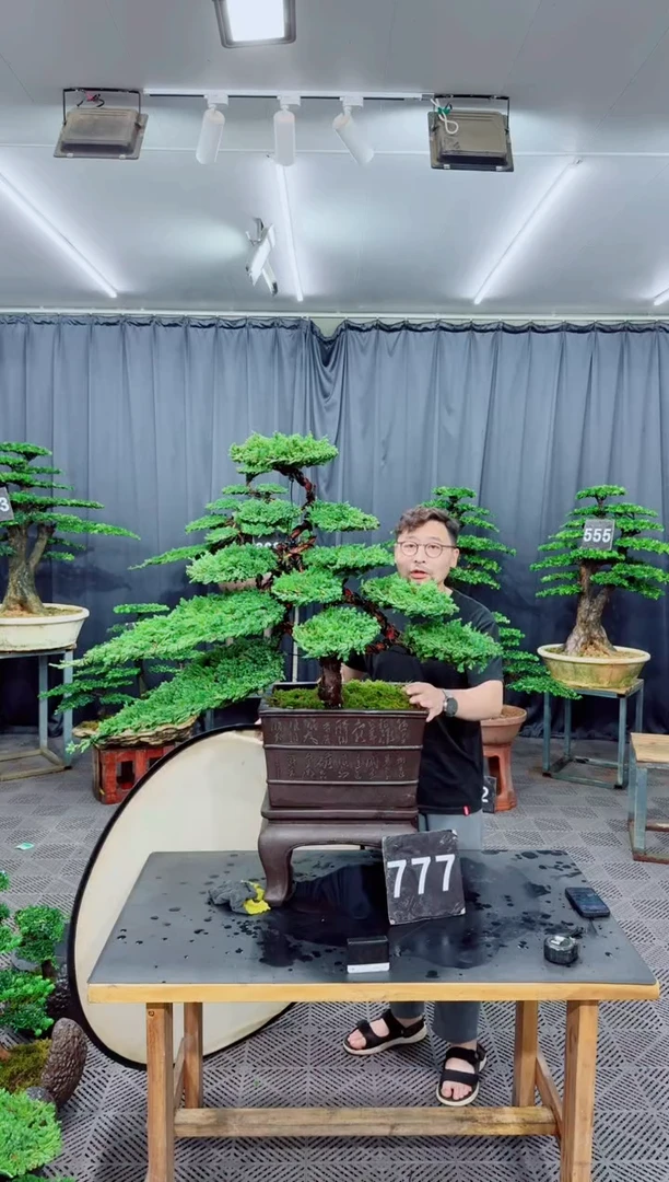 无花朵珍珠柏盆景....