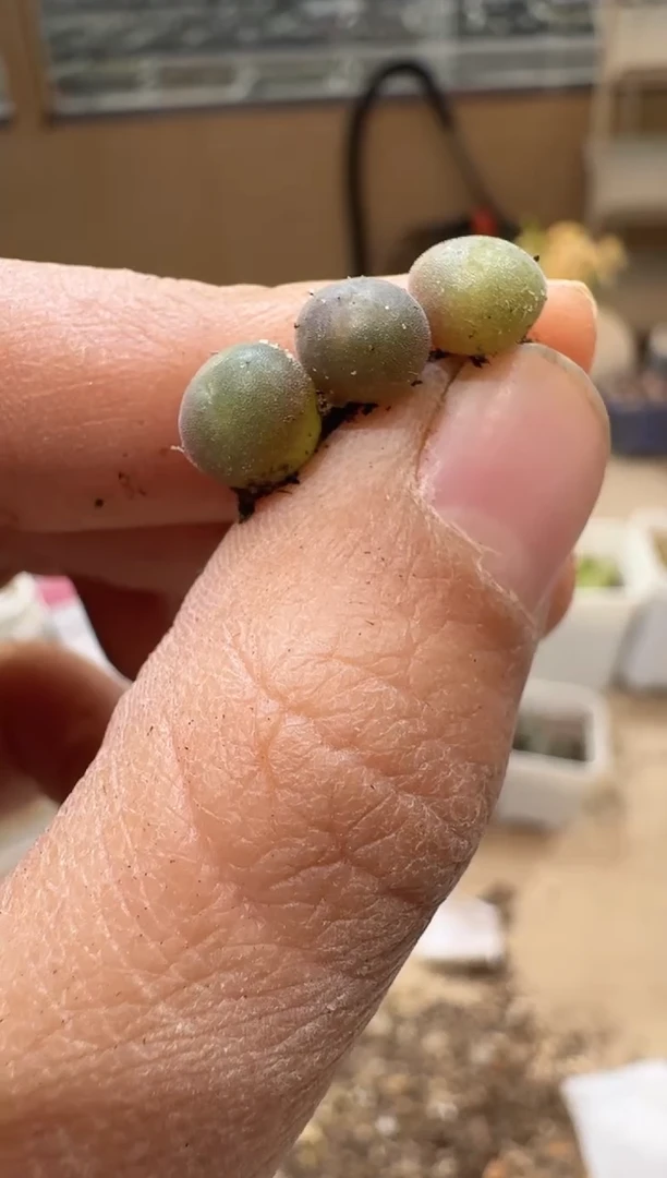 多肉植物肉锥3-346一颗