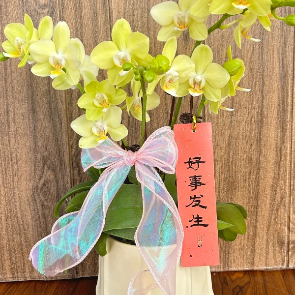 花无缺 绿水晶 欧洲进口蝴蝶兰 绿色花型 室内精品观赏真花2