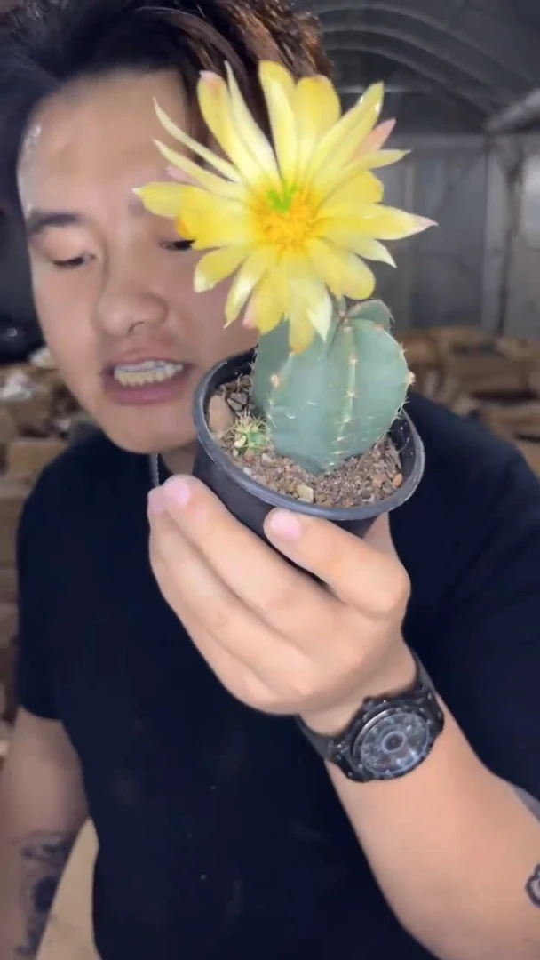 2颗 3-5cm 微刺虾 不指定带花苞