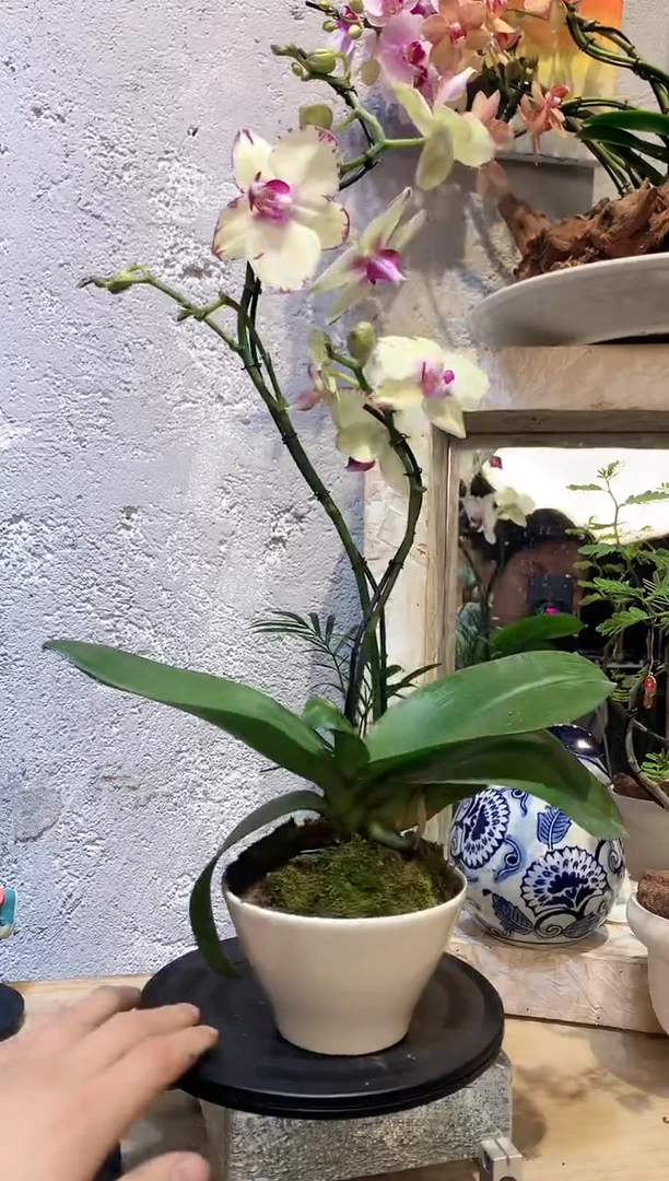 大部分花苞少量开放14蝴蝶兰一物一拍