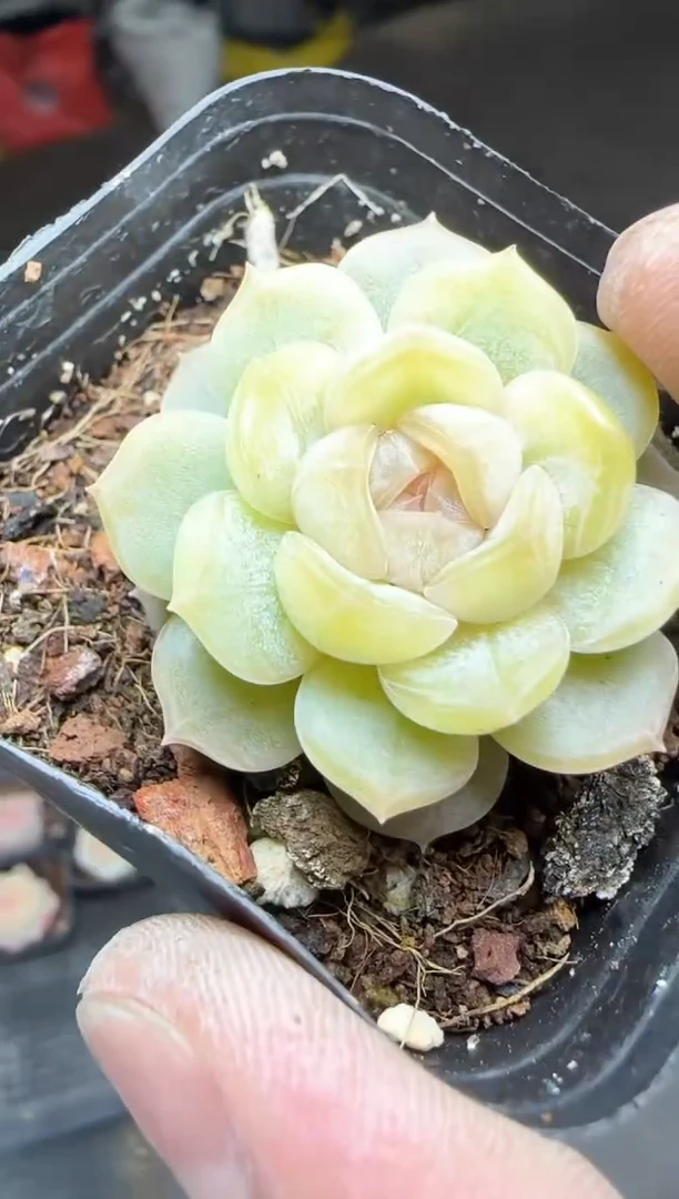 【闪购商品】一物一拍0216—442