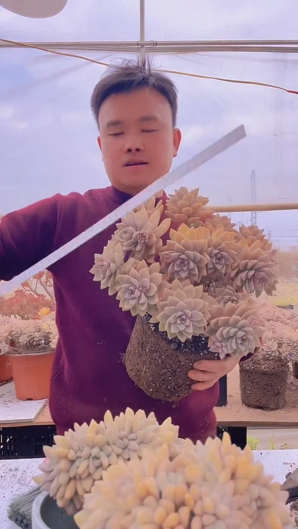 【闪购商品】缀化240