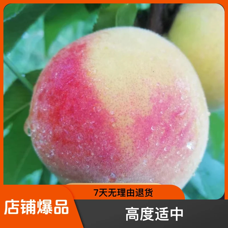 黑涞8月脆桃正版母树老桩嫁接苗离核脆甜买一根送1新品种小桃苗