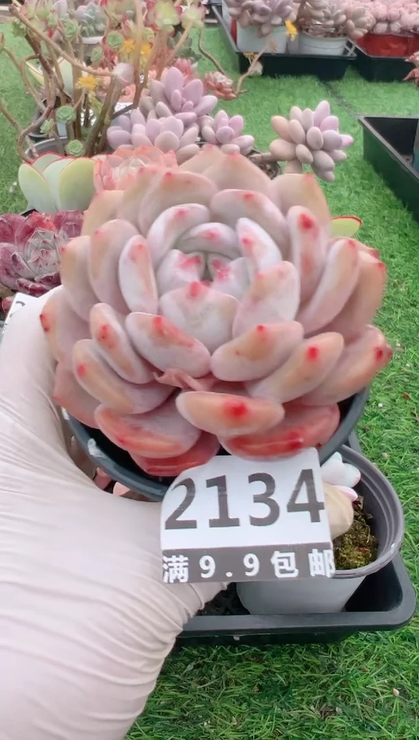 【闪购商品】信福多肉一物一拍