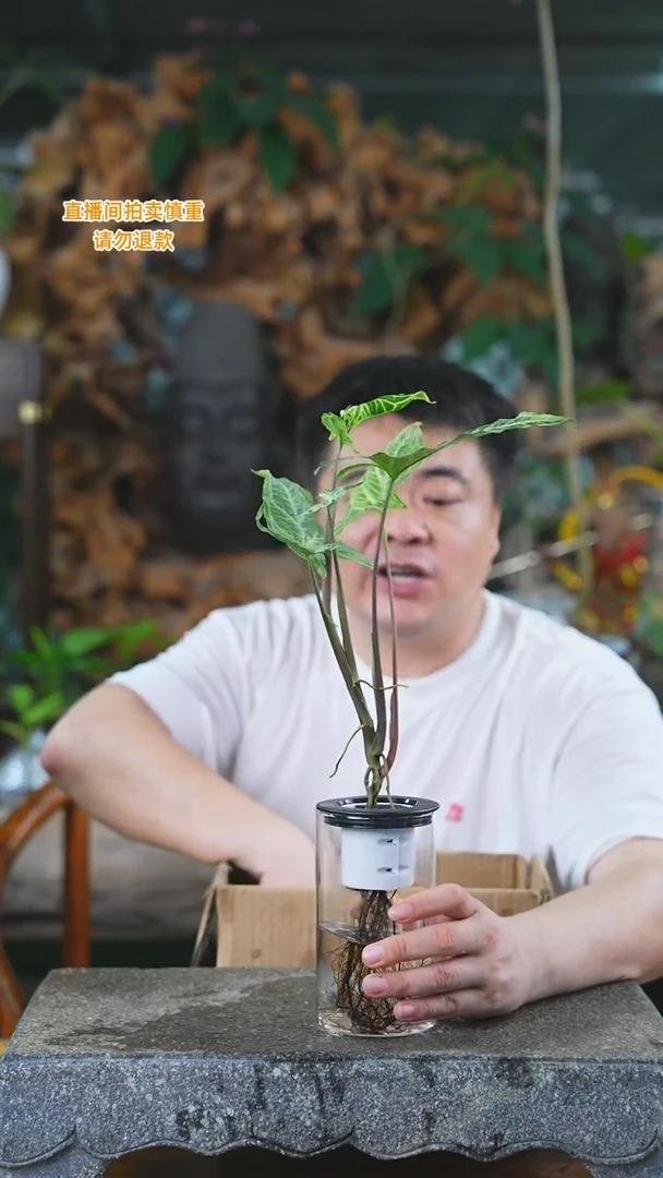 当前无花栽培后可以开花226H巴布迪+