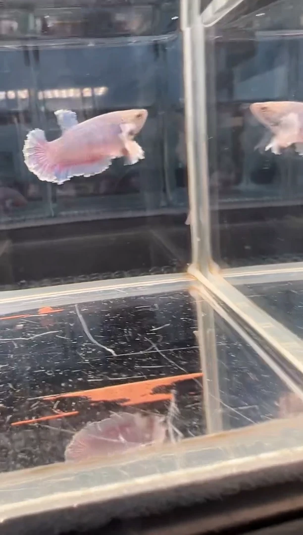 斗鱼绣球大耳朵斗鱼