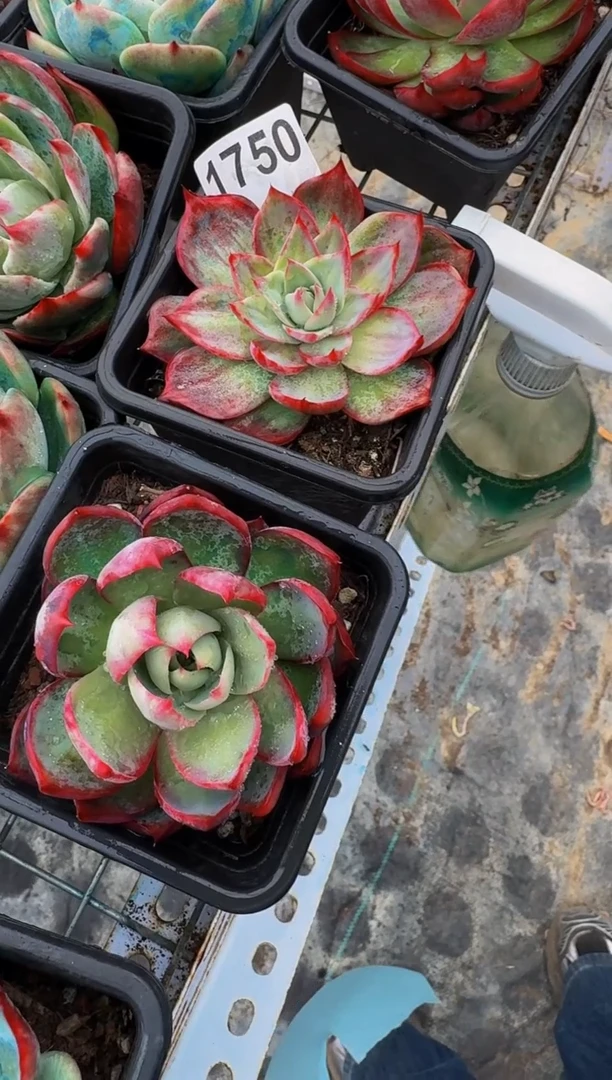 【闪购商品】1750两颗惊鸿仙子（裸根）