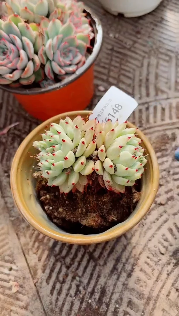 C****?跃跃精品多肉26148