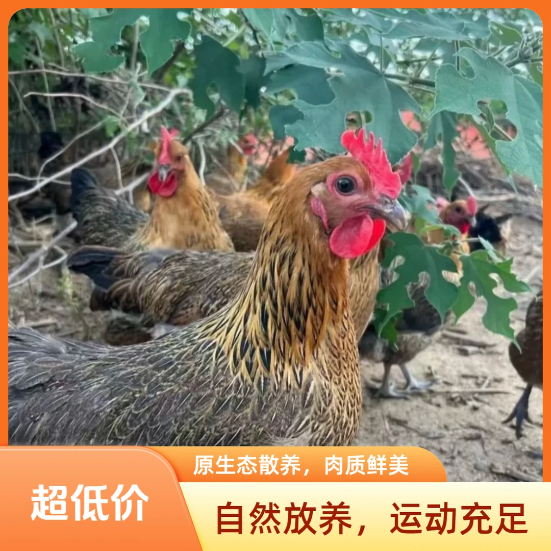 宠物鸡红瑶土鸡绿壳蛋鸡1.8-2斤顺丰包邮发4只