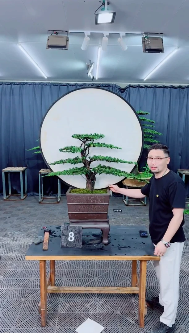 无花朵罗汉松盆景.....