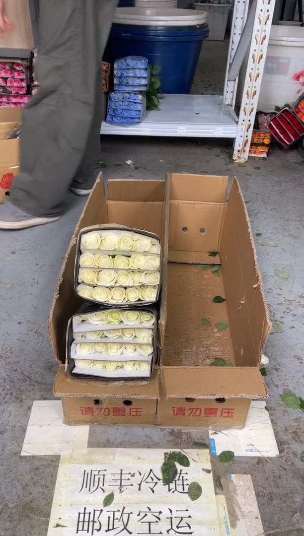 骄傲3扎