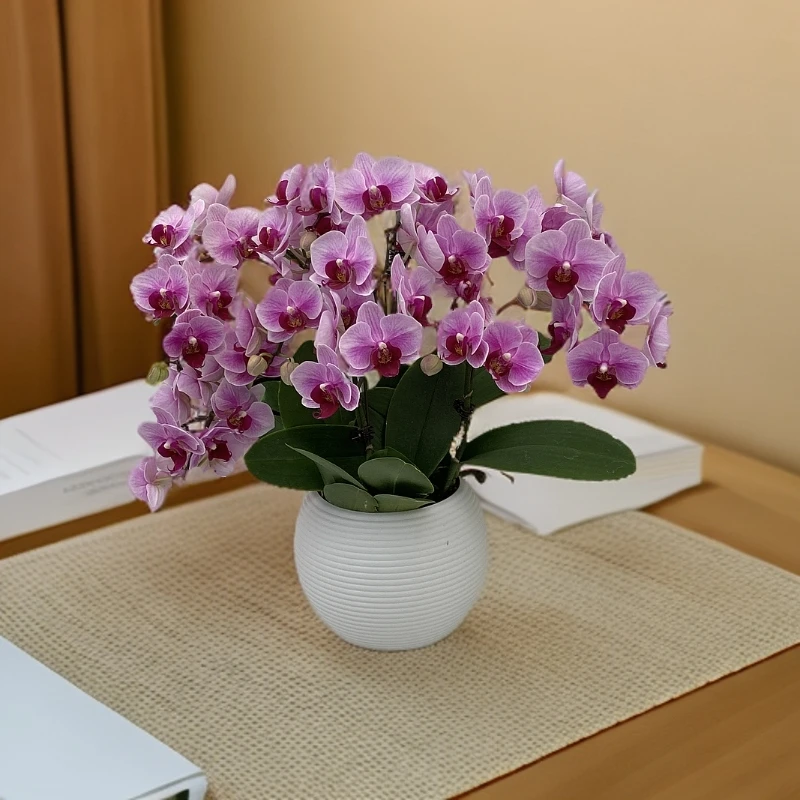鲜花【宝贝】蝴蝶兰室内种植观赏送礼带花发货