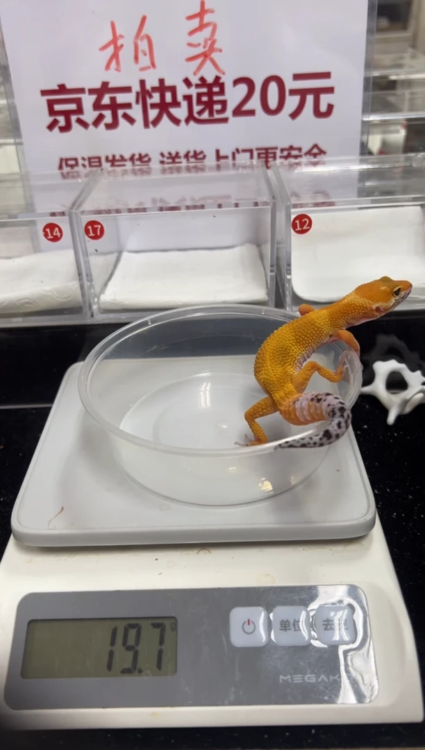 豹纹守宫0000000