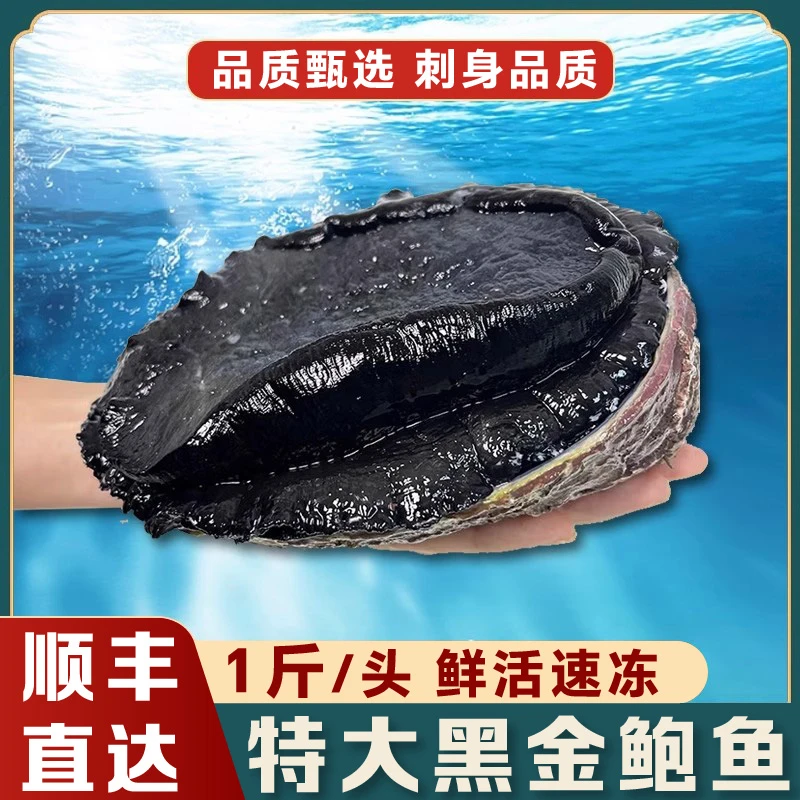 新西兰黑金鲍澳洲鲍鲜活速冻锁鲜黑金鲍鱼新鲜刺身大鲍鱼一个一斤贝壳海鲜