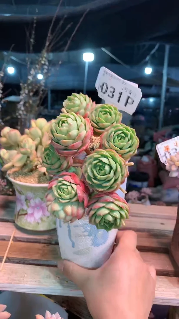 【闪购商品】031PPP