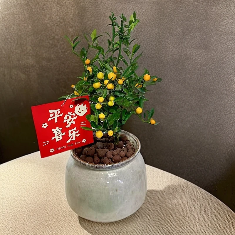 福豆盆栽 室内办公室窗边阳台净化空气桌面好养易活黄色绿植花卉