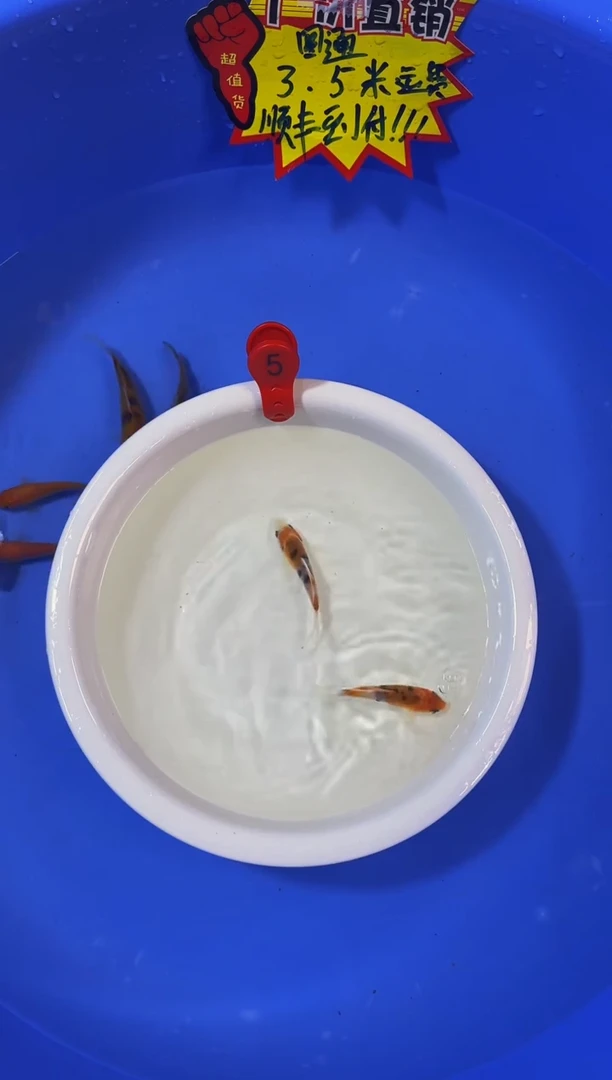 锦鲤活体二号链接