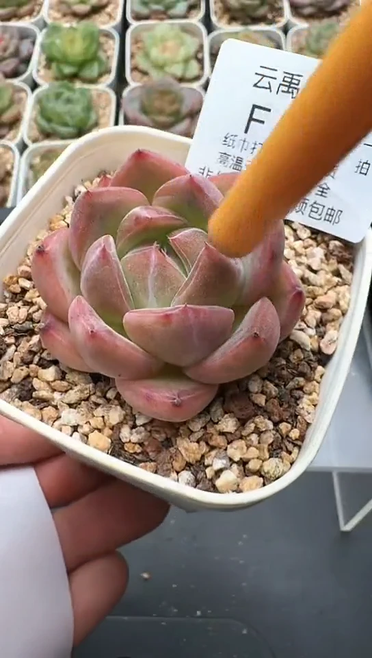 527F云禹多肉植物 默认脱土纸巾打包 3颗包邮