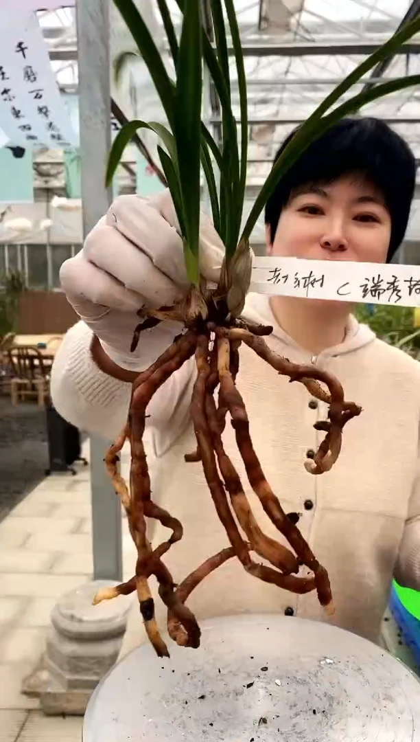 【闪购商品】端秀荷老松树