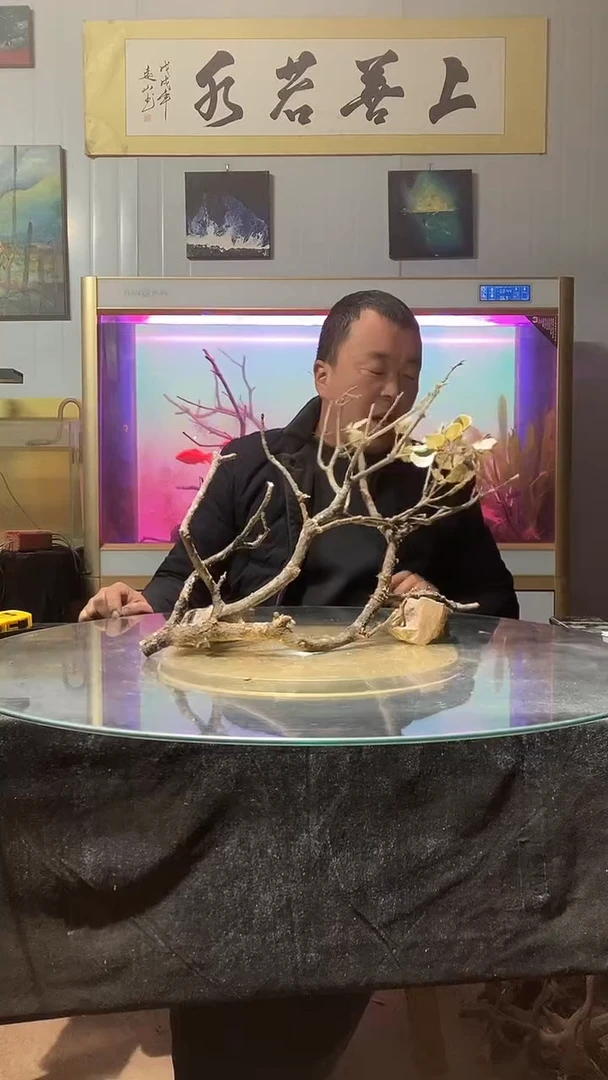 108号天然黄栎木一组长52适合50-60缸