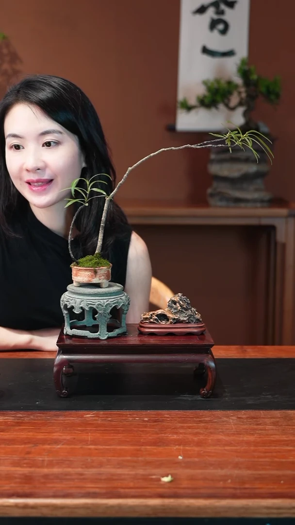 无花朵栀子花盆景盆景盆景