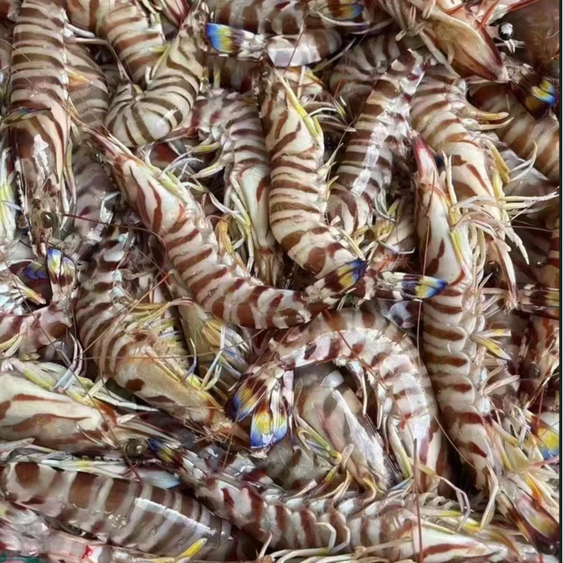 【9头左右/斤】本港纯野生海捕斑节虾竹节虾 花虾九节虾深海虾