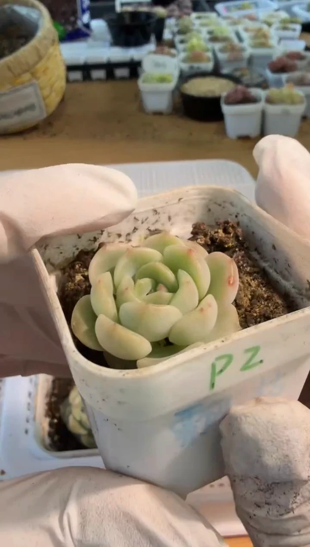 飘枝五方一盆 单双混 量拍混发