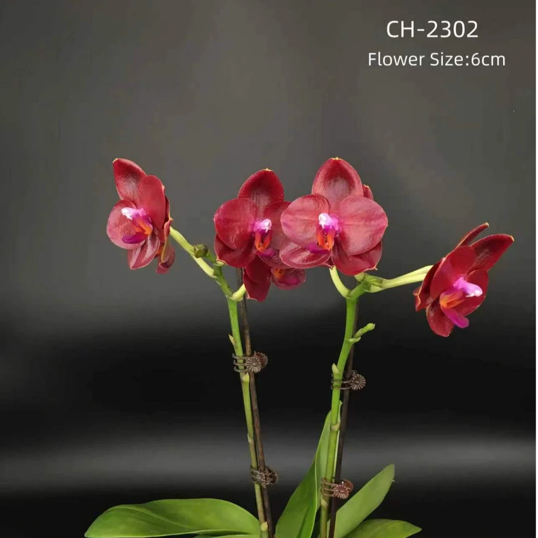 《CH2302》1.7寸杯小苗蝴蝶兰【嫌小勿拍】