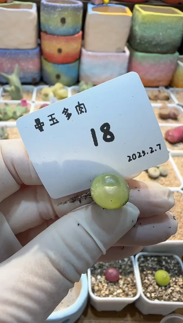 【闪购商品】25.2.7-18李别买