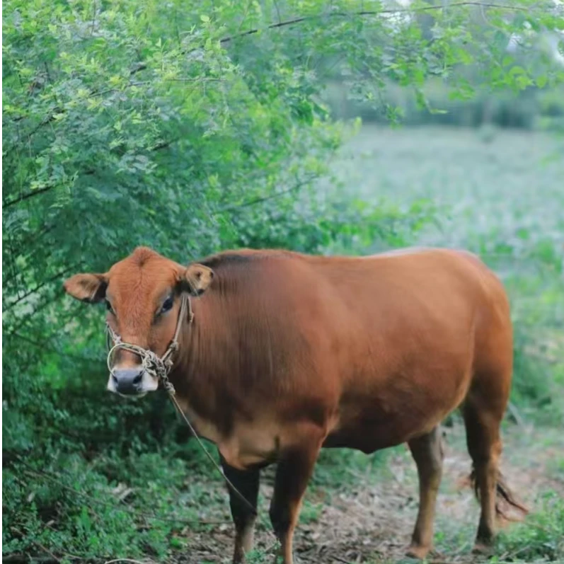 顺德大师兄【家乡的味道牛排骨】温馨提示：抽真空锁鲜 为更好的发货