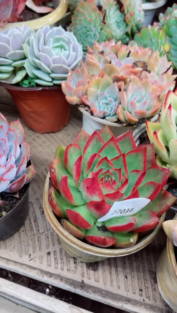 远***327034多肉植物一物一拍