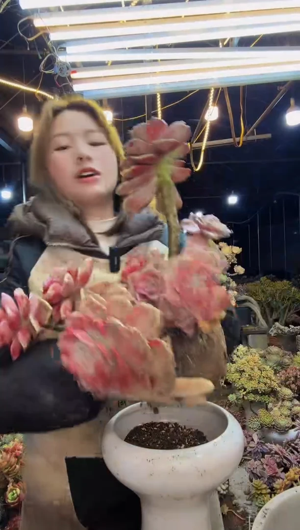 【闪购商品】精控紫乐脱土包邮