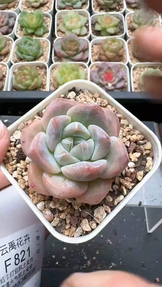 820F云禹多肉植物 默认脱土纸巾打包 3颗包邮